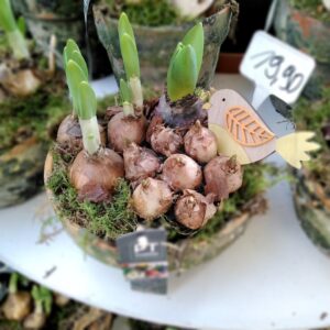 Arrangement mit Frühlingspflanzen