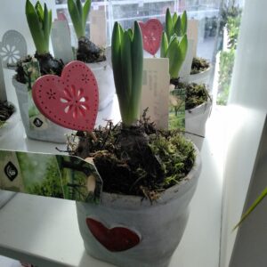 Hyazinthe im Steintopf