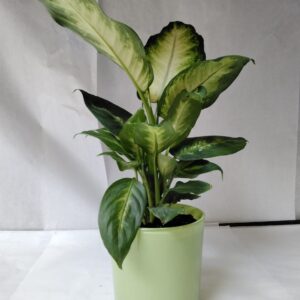 Dieffenbachia