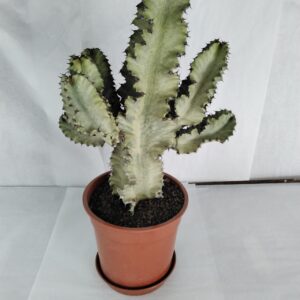 Euphorbia Kaktus