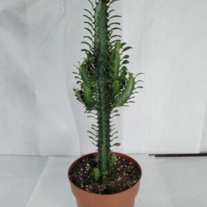 Euphorbia Kaktus