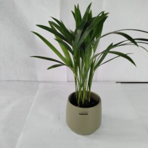 Dypsis