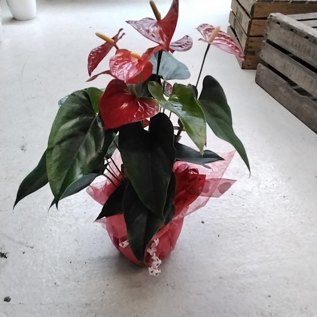 Anthurie gr. mit deko