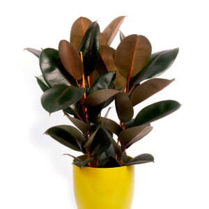 Ficus Gummibaum