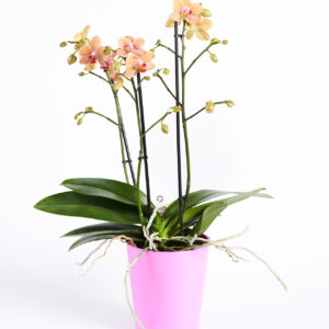 Phalaenopsis gelb