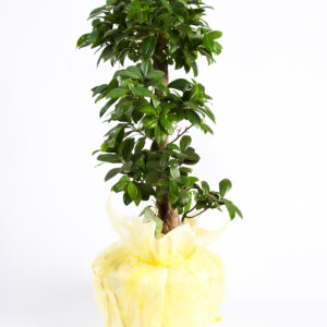 Ficus Ginseng